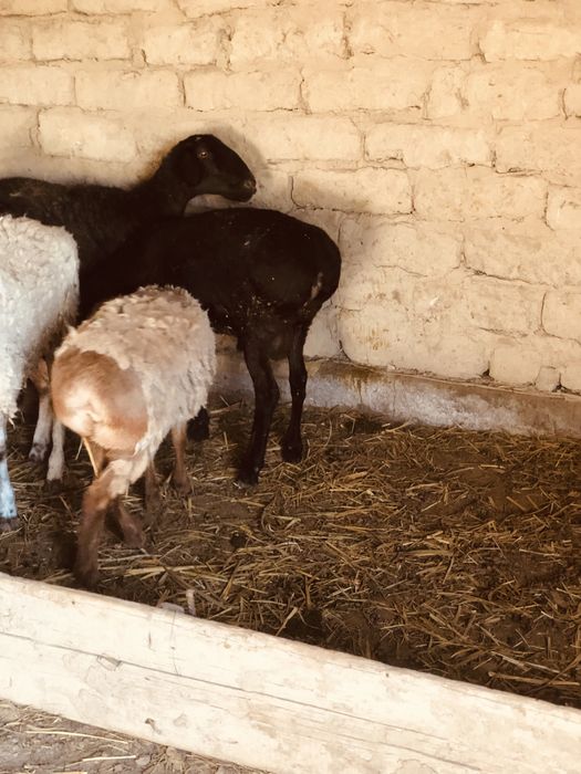 Бараны продается