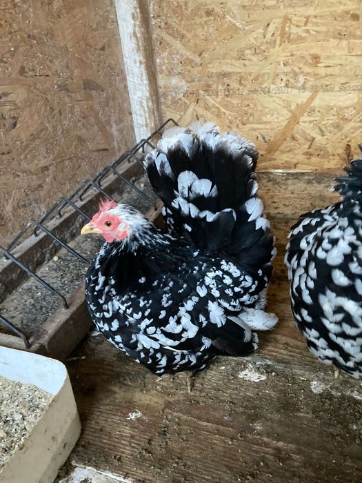 Păsări de expoziție  chabo bobat de vânzare , sunați la nr din poza