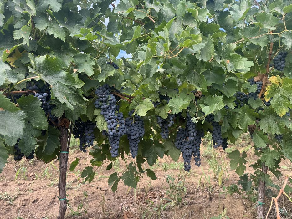 Struguri Vin -Ferma Viticola -Podgoria Panciu