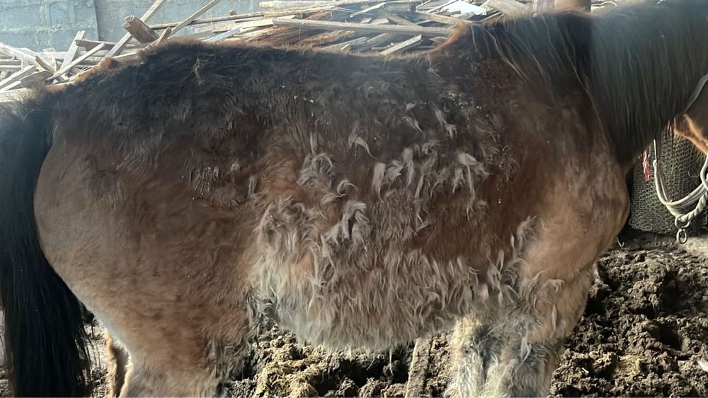 Бие бес жасар, донежін байтал