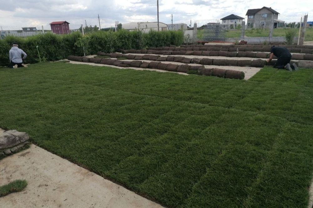 Gazon rulou de trafic 24 de lei m2.Transport și montaj inclus în preț.