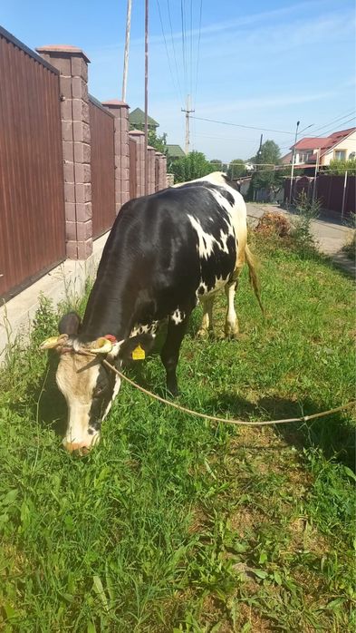 Продам телку 3 года