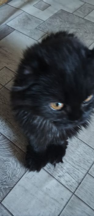 Котенок породистый