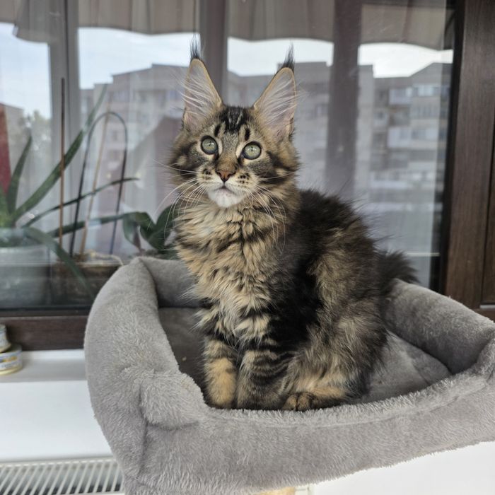 Fetita Maine Coon