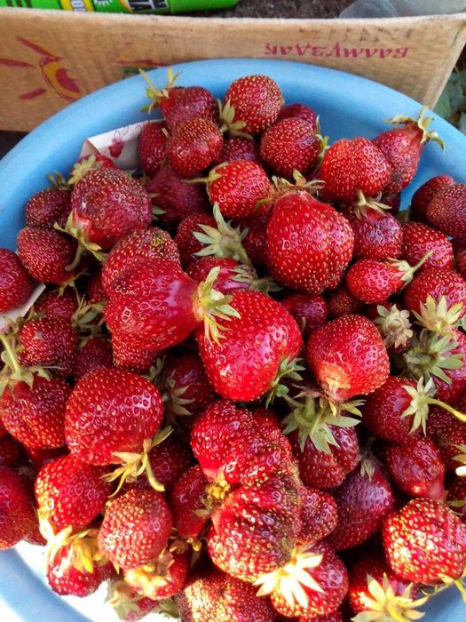 Саженцы смородины и малины