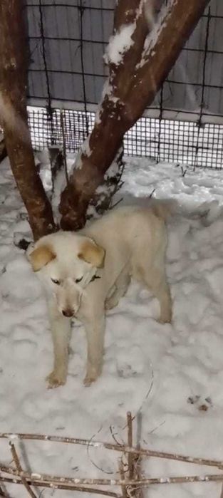 Красивый песик в ответственные руки