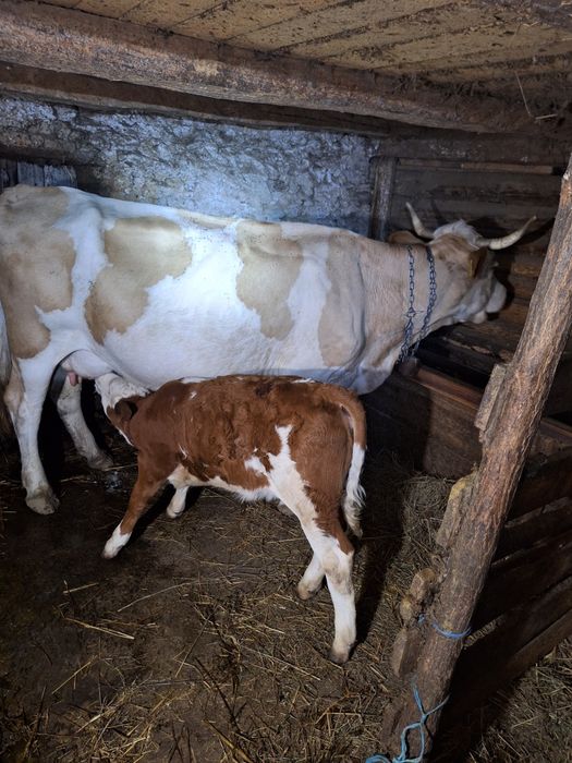 Vaca si vitel de vanzare