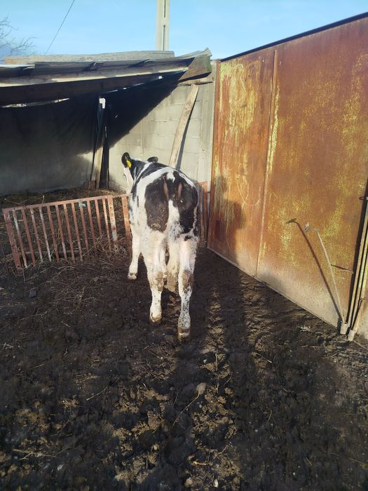 Vitei crescuți în gospodărie