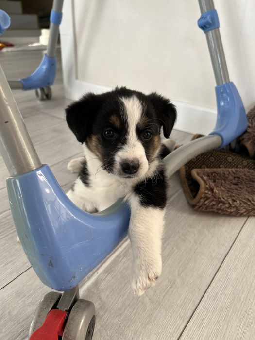 Щенок девочка с доставкой