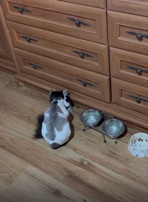 Шейх молодой кот