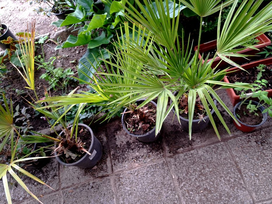 Палма Трахикарпус 80см