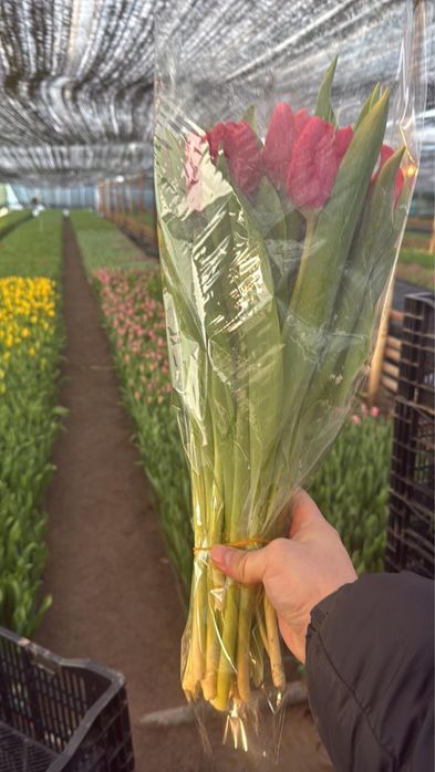 Предзаказ тюльпанов доставка бесплатно