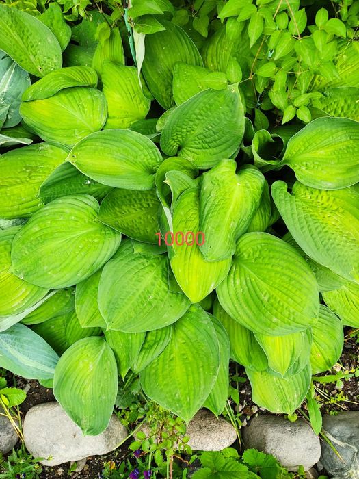 Хосты , клематисы