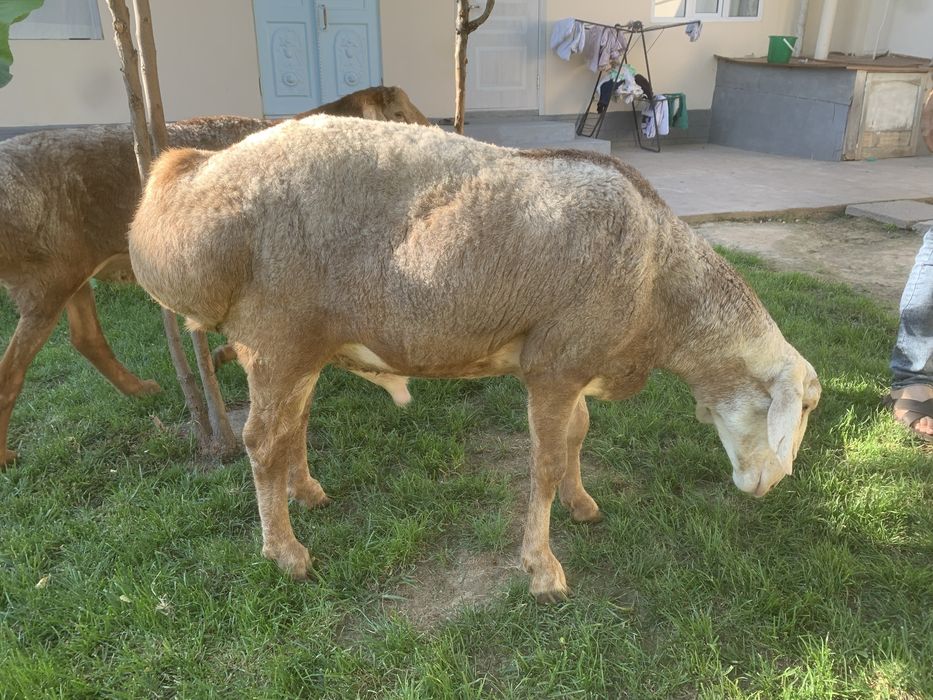 Qirg’iz qo’chqorlari