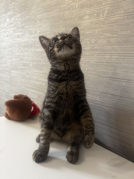 Ищем дом Котенку 3 месяца