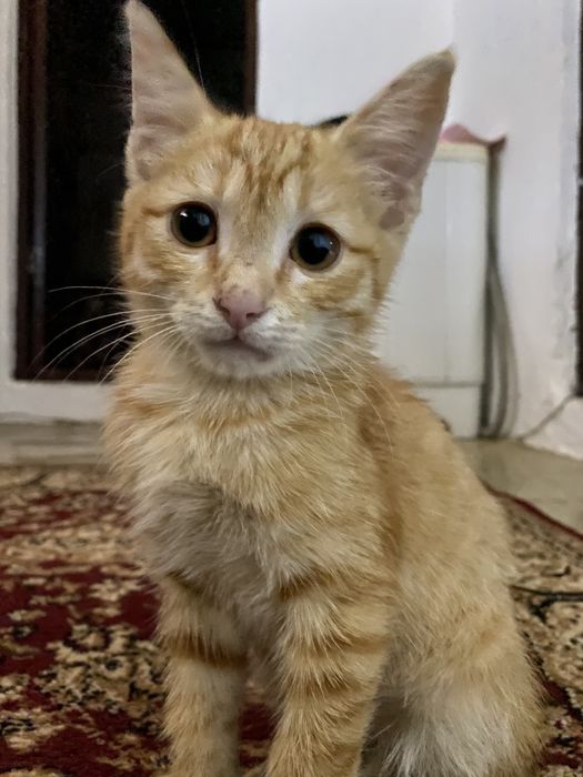 отдам в добрые руки котенка