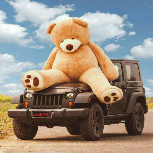 Gigant ayiq va Teddi ayiqlari