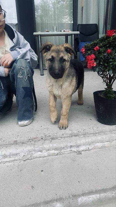 Немецкая овчарка