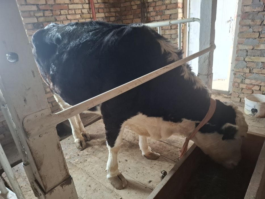 Сиыр сатылады (Сиыр)