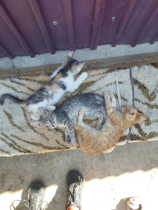 Отдам котят в хорошие руки