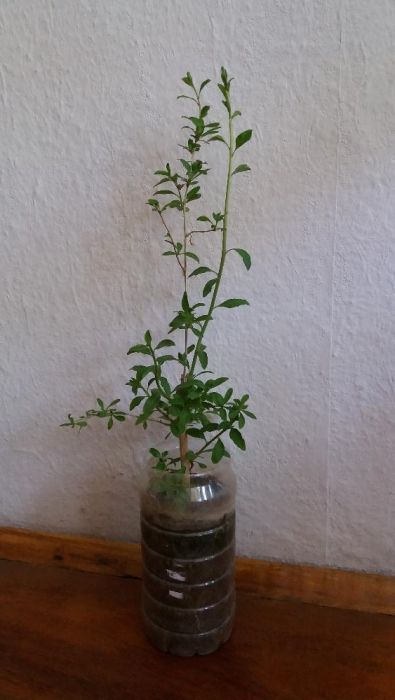 Разсад от Годжи бери