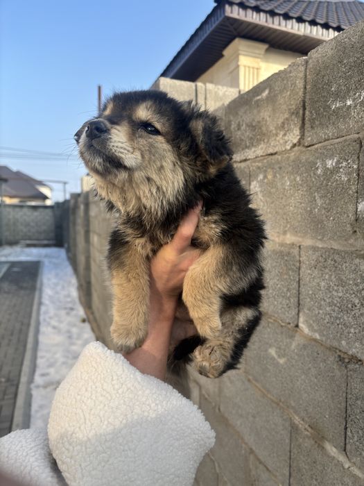 Щенок дворняшка,девочка