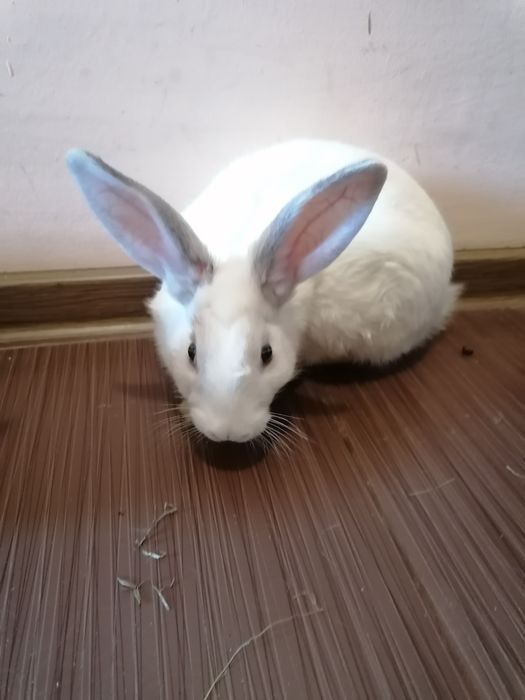 Iepuri de apartament