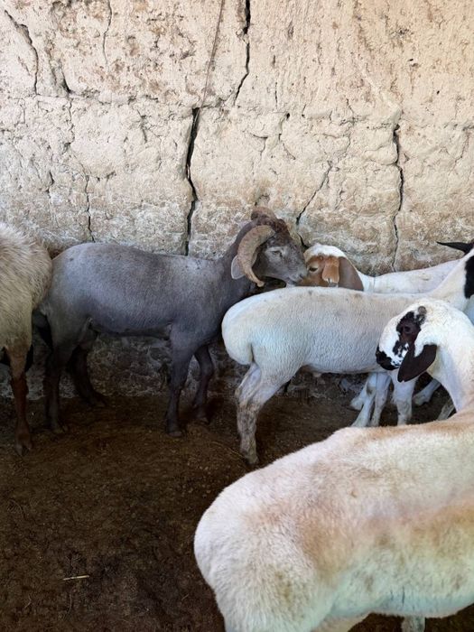 Qurbonlikka qoy kerak deganlarga shoshiling soni kam kolyapti