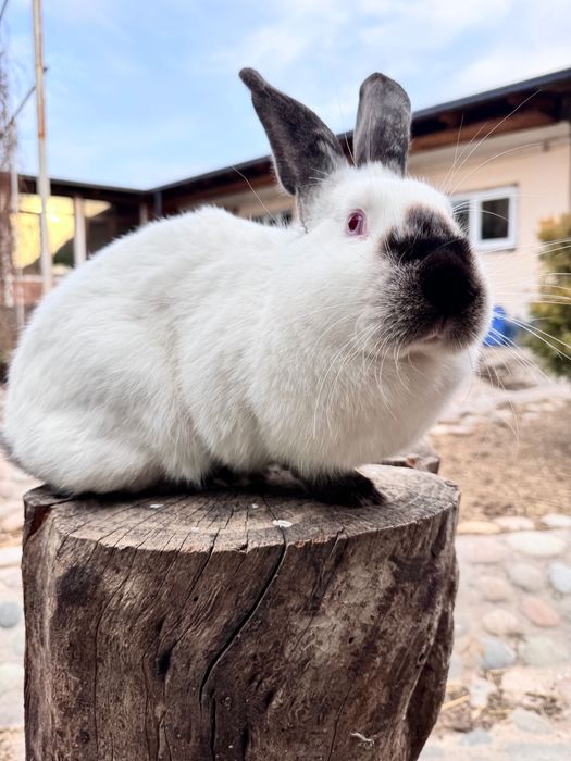 Кролик калифорнийский