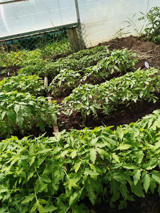 Продажа рассады из теплицы