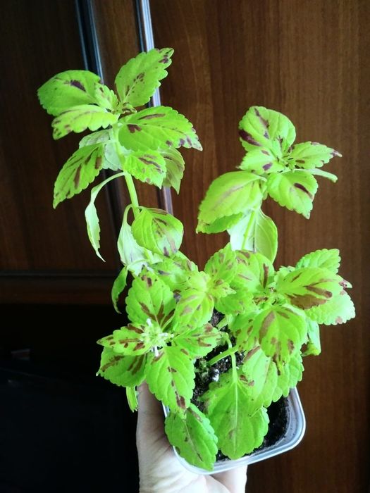 Колеус. Продам..