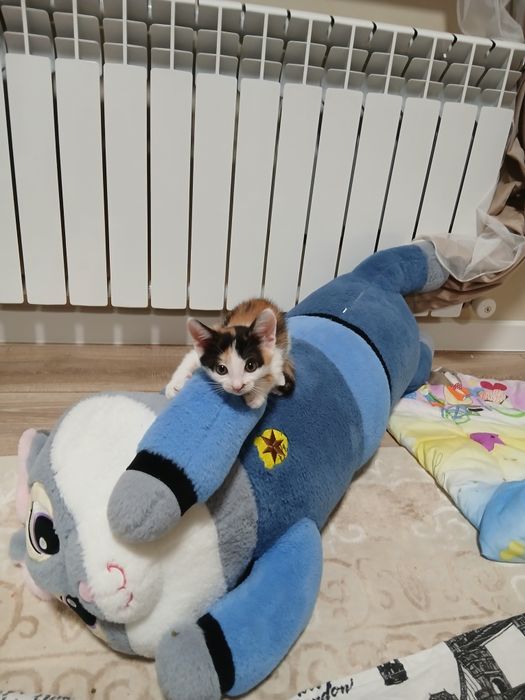 Марғау бар. Қыз мысық.