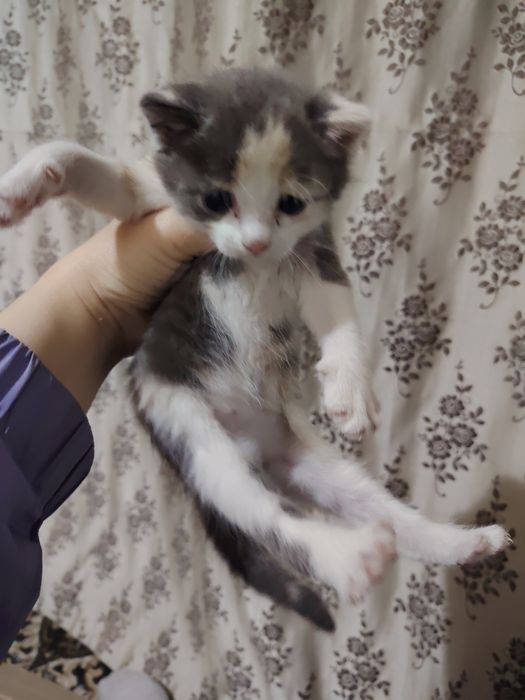 Котята девочки!!!