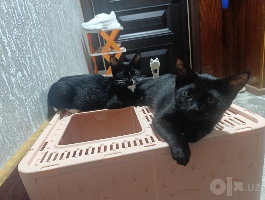 Отдам котят в хорошие руки
