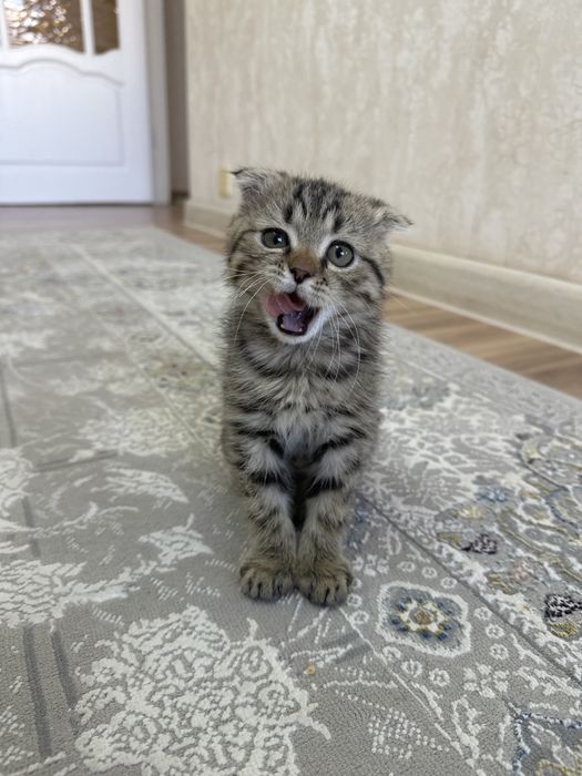 Шотландский вислоухий котенок