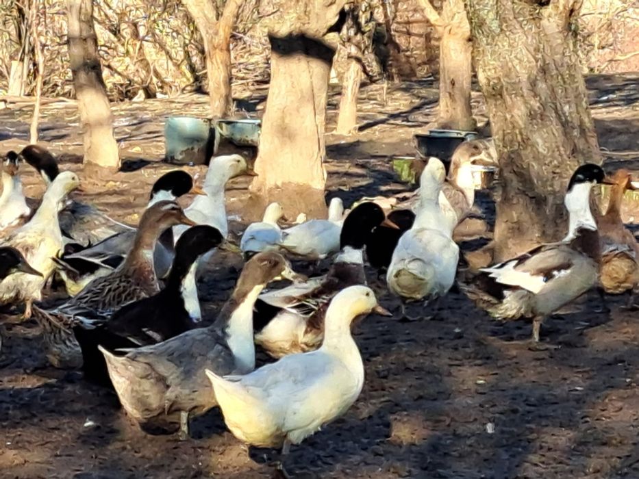 Юрдеци.патици крякащи
