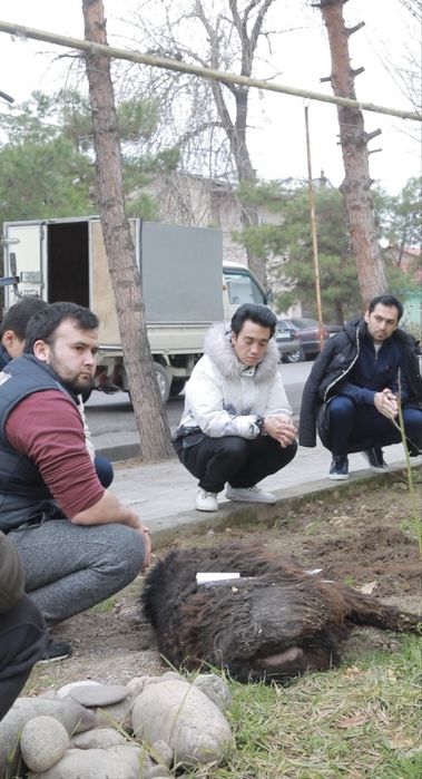Aqiqa va qurbonlik uchun 25–50 kg qo‘ylar mavjud!
