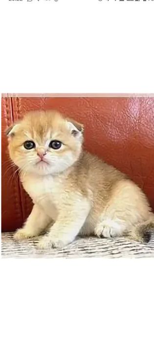 Котята,золотая шиншила
