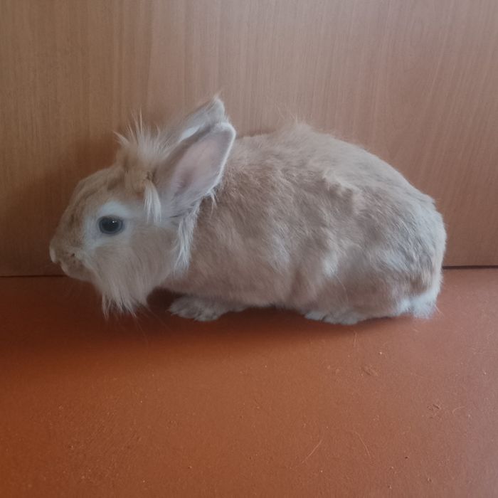 Домашняя красавица.