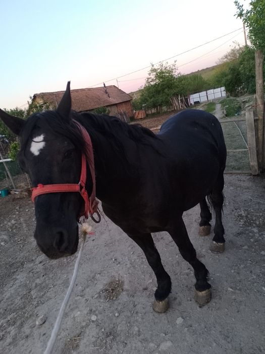 Vînd cal armăsar