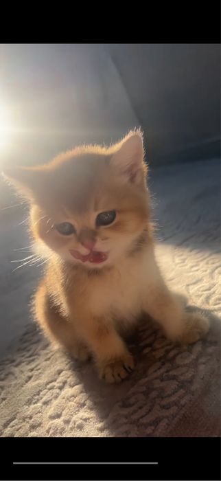 Золотая шиншилла кот на вязку