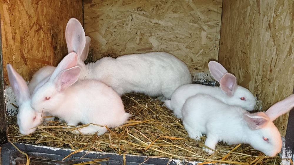 Uriaș German de vânzare