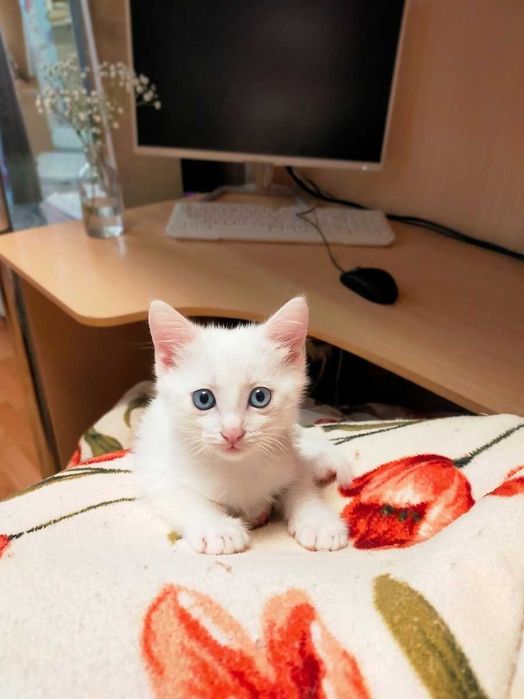 Котята в добрые руки - белые, очень игривые и милые. Папа британец