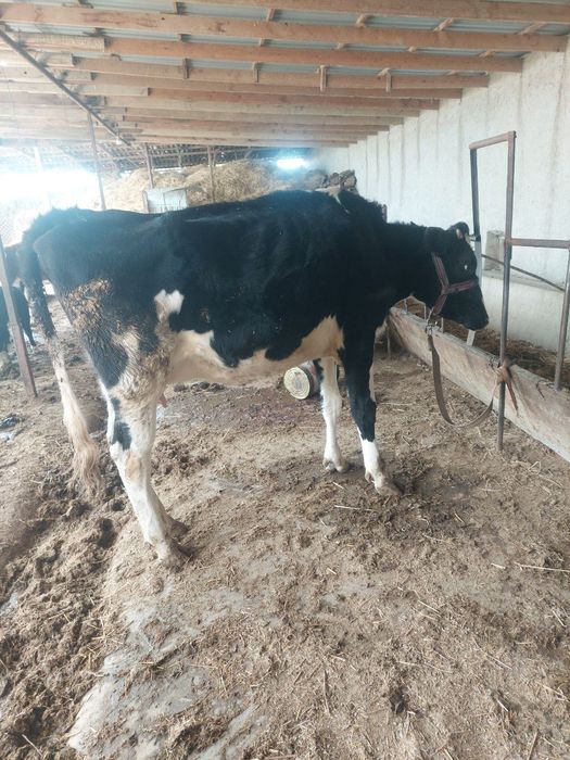 Она бола сигир бузокчаси эркак ангус биринчи корин зоти Голланд