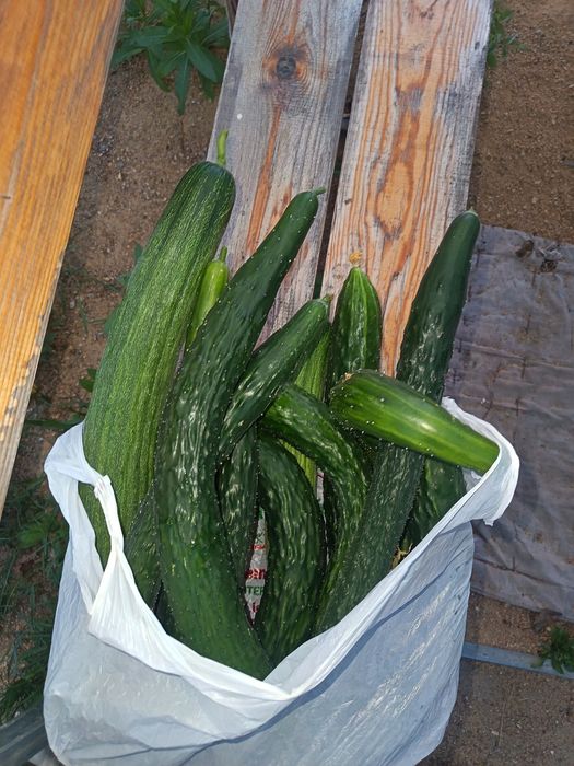 Продам помидоры и огурцы