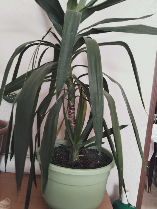 Цветы комнатные разные