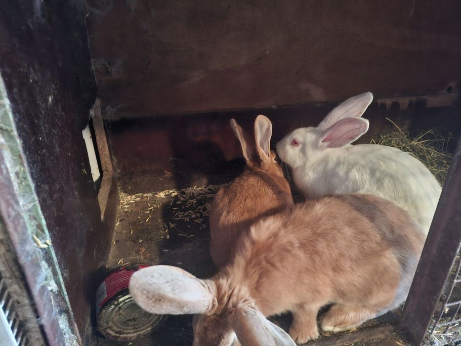 Iepuri  hycole francez si metis  neozeelandez rosu