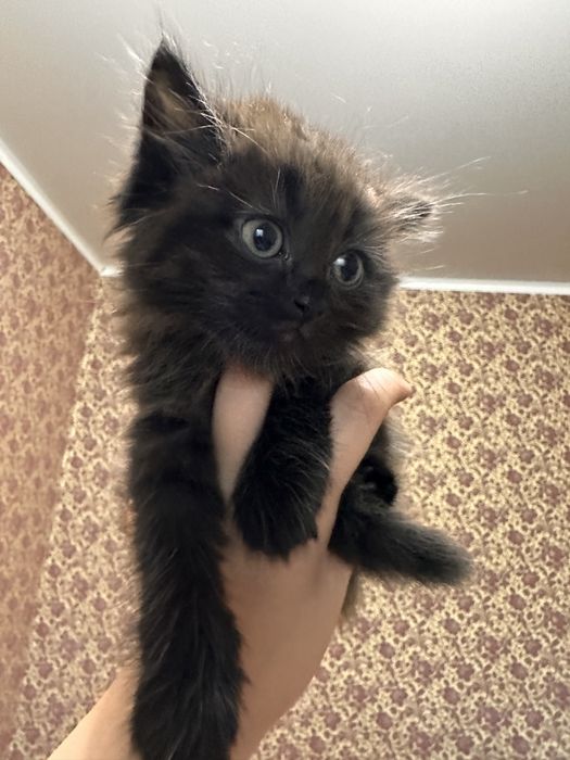 Котики обормотики)))