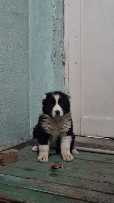 Алабай кушык сатылады