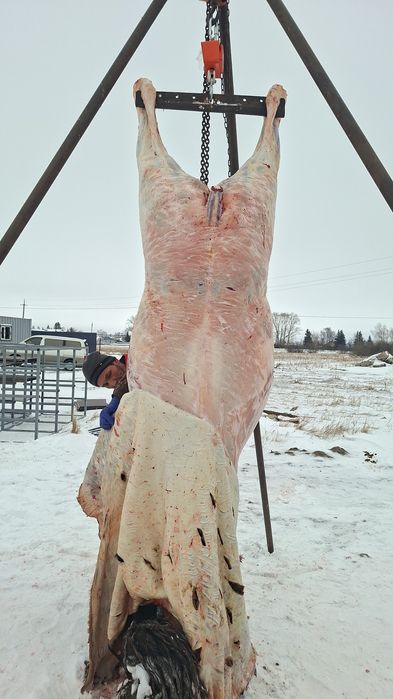 Лошади.Тай.Согым.